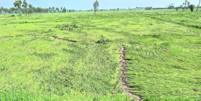 మోంథా.. గుండెకోత