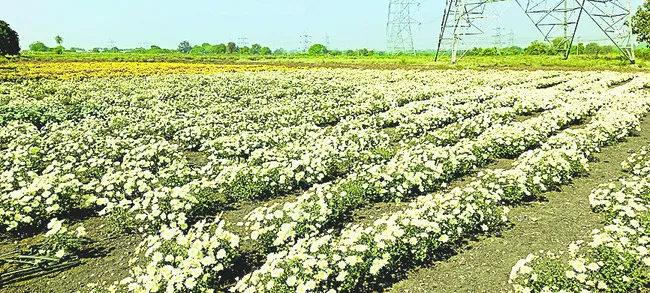 విరుల తోట.. సిరుల పంట