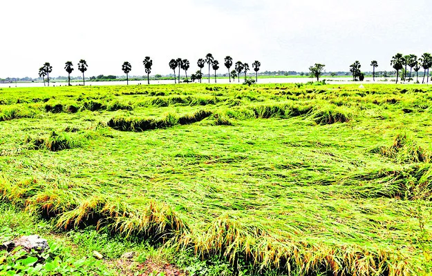 చేయి దాటిన పంటలు