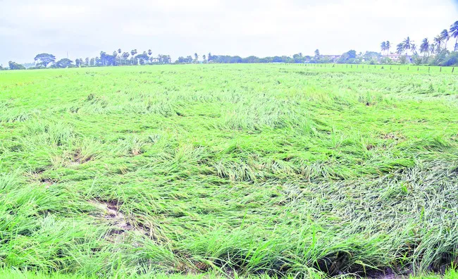 అన్నదాత కుదేలు