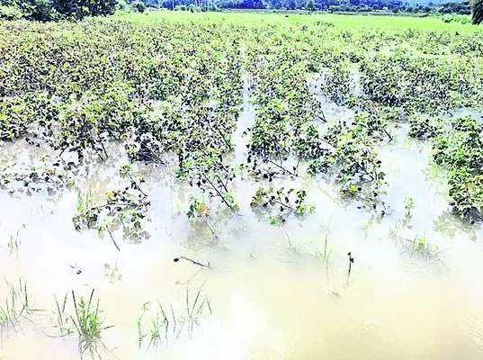 వెన్ను వంచుతున్న వాన