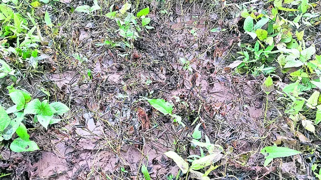 అపరాలకు దెబ్బ