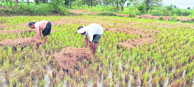 మోంథా.. రైతుల గుండెకోత