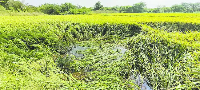 పంటలన్నీ వర్షార్పణం
