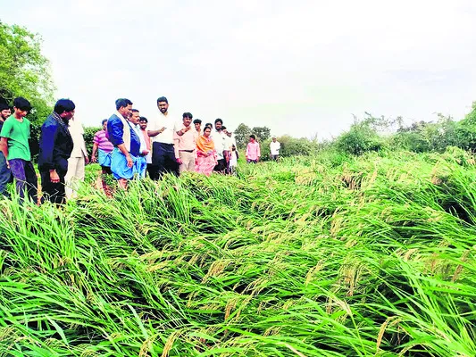 సమీకృత సాగుపై దృష్టి పెట్టాలి