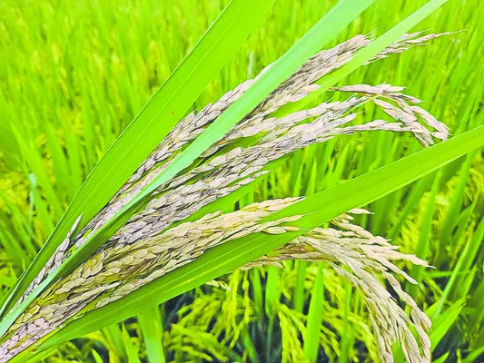 వరికి