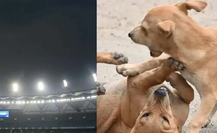 Stray Dogs Attack Coaches From Kenya and Japan in Delhi