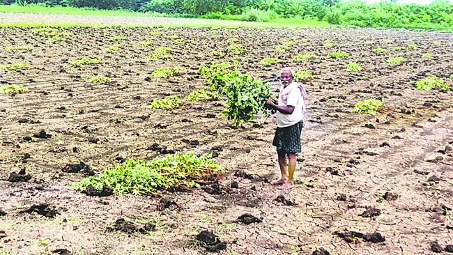 రైతుకు వి‘పత్తి’ 