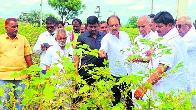పంటలక