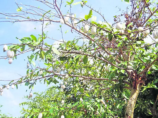 ‘పట్టు’విడువరూ..!