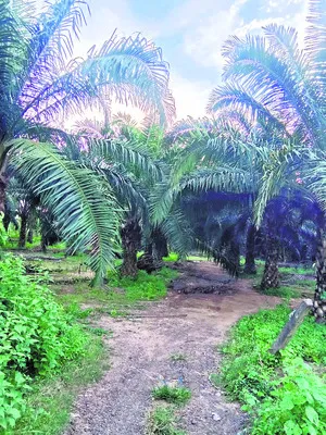 నేవీ 
