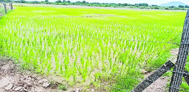 జవాన్