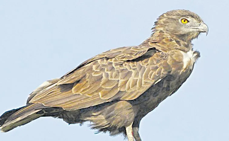 50 percent decrease in birds seen in swampy areas