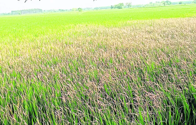 ఆశలు ఆవరి