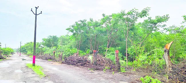 అడ్డగోలుగా చెట్ల నరికివేత