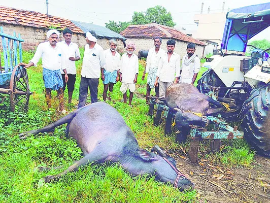 నెలలో 20 పాడి గేదెలు మృతి
