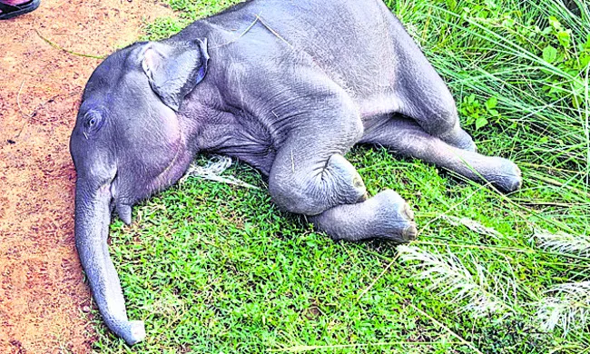 ఏనుగు