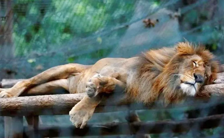 Lion Missing Overnight At Tamil Nadu Zoo Later Found At News Details