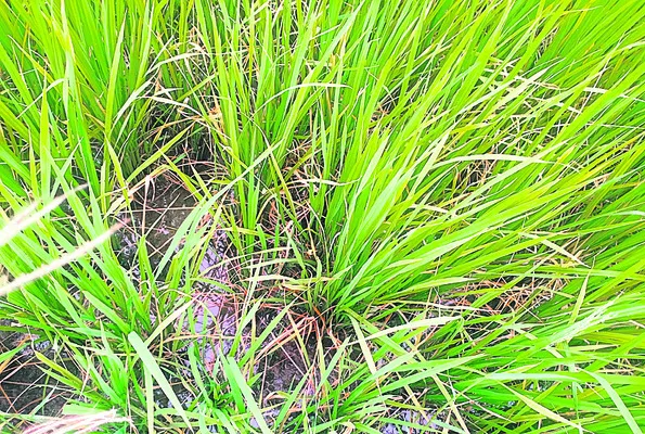 పంటలక