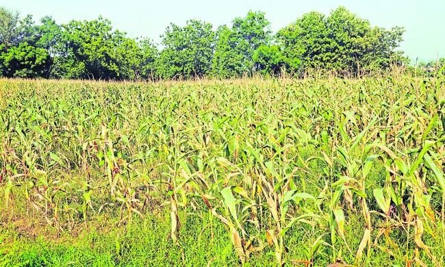 మక్కక