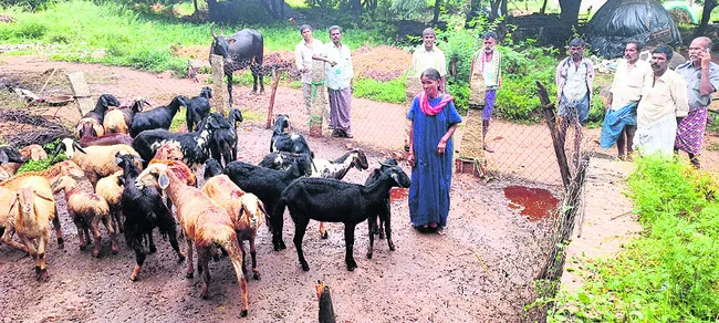మంద నుంచి 50 గొర్రెల అపహరణ