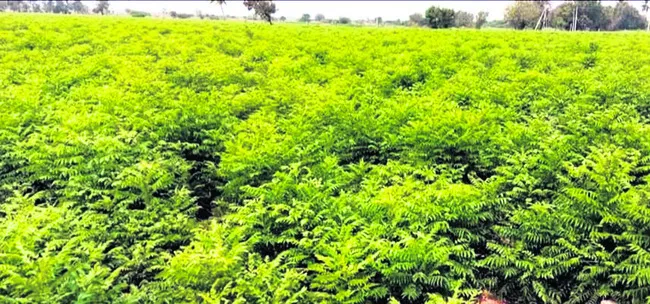 ఫ్యాక్షన్‌ గతిని మార్చిన కరివేపాకు