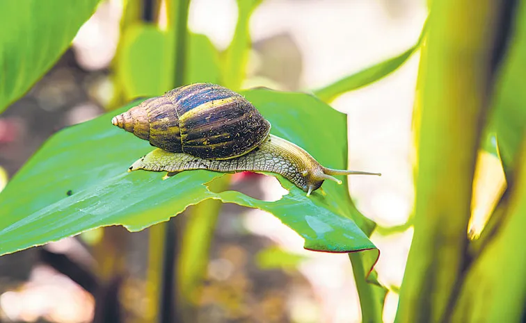 sagubadi: Giant African snails invade horticulture fields