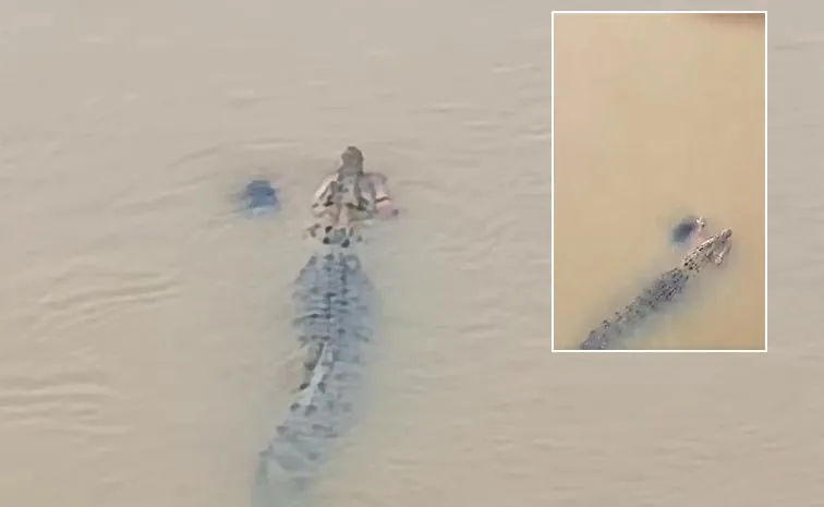 Video: Crocodile Drags Odisha Woman Into River