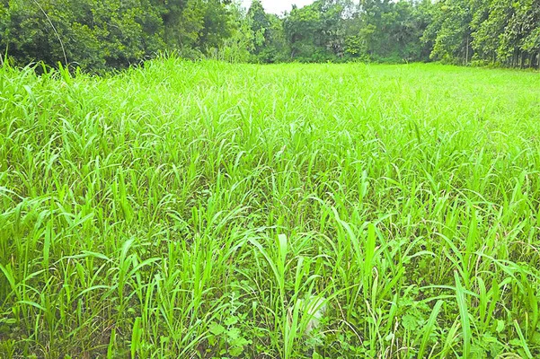 పశుగ్