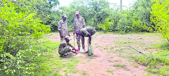 పులి