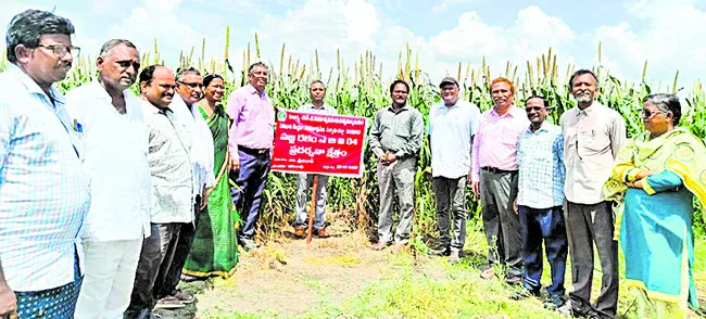 ‘సజ్జ’తో భూసారం.. అదనపు ఆదాయం