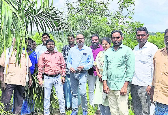 ఆయిల్ పాం తోటల్లో ‘కామెరూనికస్’ కీటకాలు