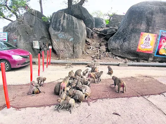 వానరా