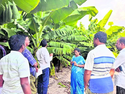 అరటిల