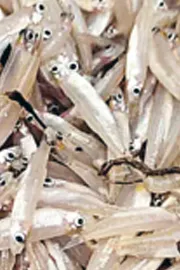 Sagubadi: Gracile lizardfish or cheerameenu special story