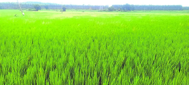 అధికంగా వర్షపాతం, పంటలు..