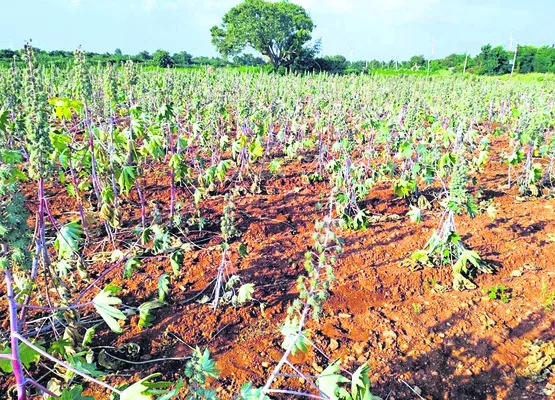 తెగులు.. దిగులు 
