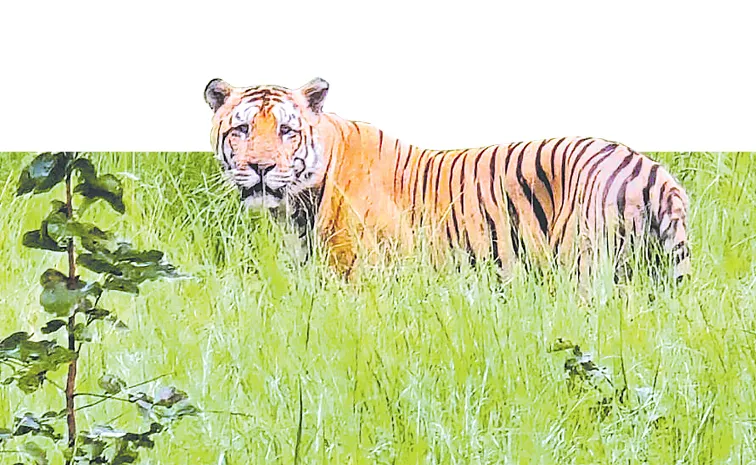 Wild animals enter villages for water and food