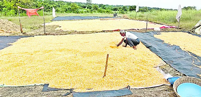 మక్క రైతుకు తప్పని కష్టాలు