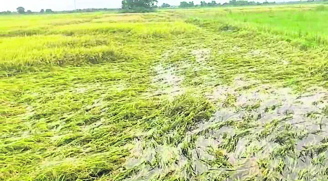 మోంథా ప్రభావం... తెగుళ్లతో జరభద్రం 