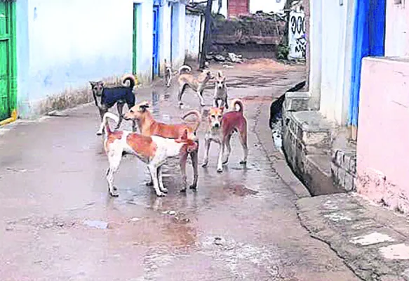 బాబోయ్ కుక్కలు