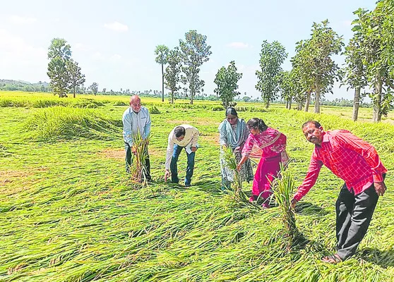 సస్యరక్షణ చర్యలు తప్పనిసరి