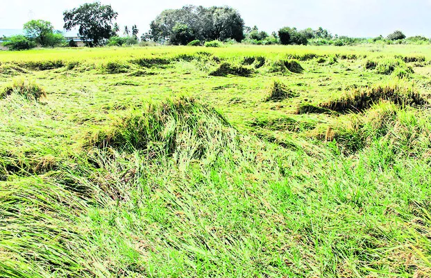 ‘మోంథా’ నష్టంపై సర్కారుకు నివేదిక