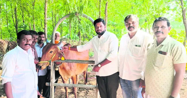 పశువులకు గాలికుంటు టీకాలు వేయించాలి