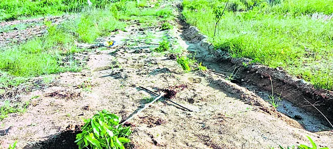 సర్వే చేయకుండానే మామిడి మొక్కలు తొలగించారు 