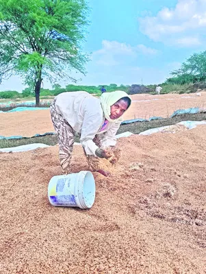 795 ఎకరాల పంట నష్టం