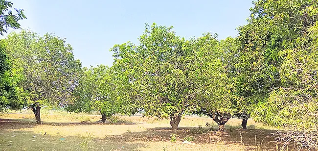 మామిడిలో జాగ్రత్తలు తప్పనిసరి