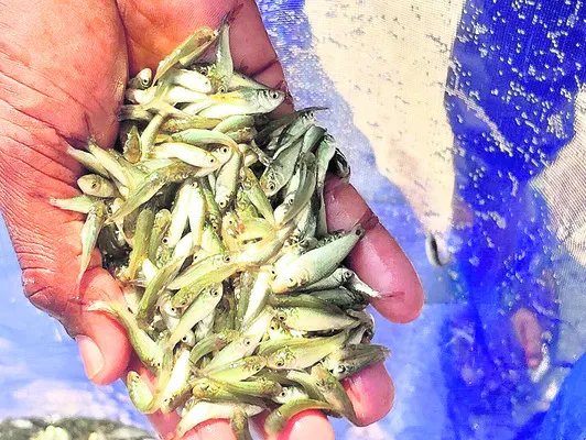 ‘మత్స్య’ మాయాజాలం