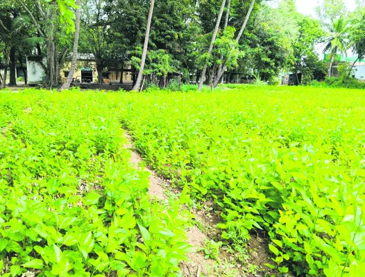 నర్సరీలో మల్బరీ మొక్కలు సిద్ధం