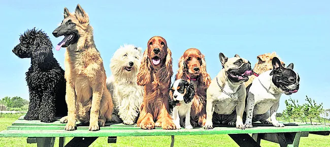 24 నుంచి లైసెన్స్‌ లేకుంటే జరిమానా